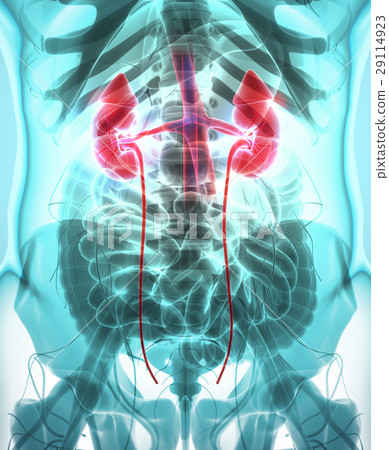 3D illustration of Urinary System, medical concept 3D illustration of Urinary System, medical concept 29114923
