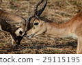 Two deers are fighting 29115195