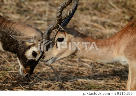 Two deers are fighting Two deers are fighting 29115195