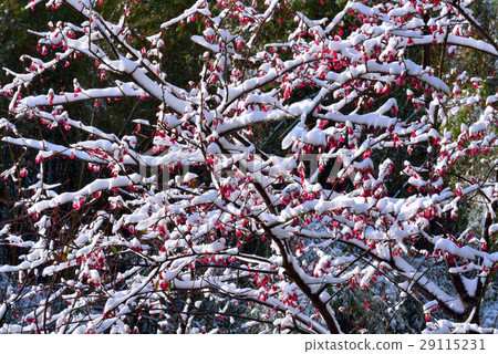 雪景,雪地,雪,寒冷,櫻花 29115231