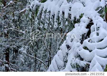 Snow, snow, snow, cold 29115352