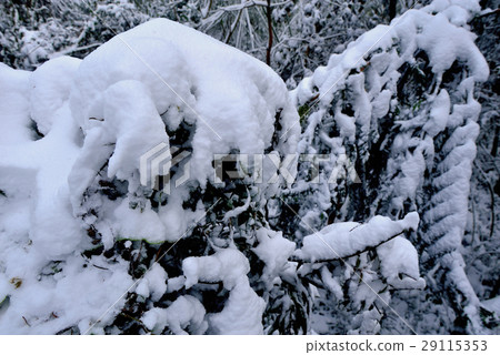 雪景,雪地,雪,寒冷 29115353