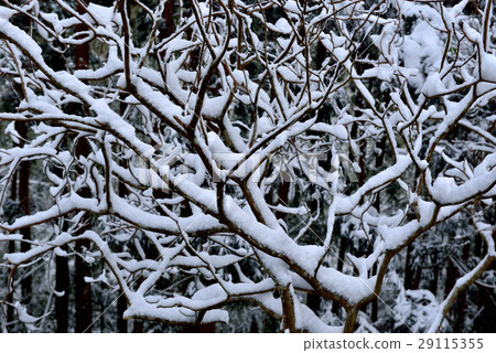雪景,雪地,雪,寒冷 29115355