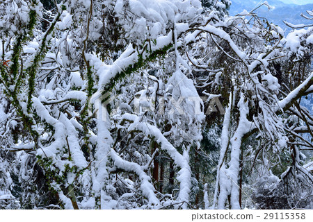 雪景,雪地,雪,寒冷 29115358