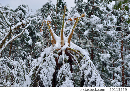 雪景,雪地,雪,寒冷 29115359