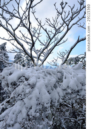 雪景,雪地,雪,寒冷 29115360