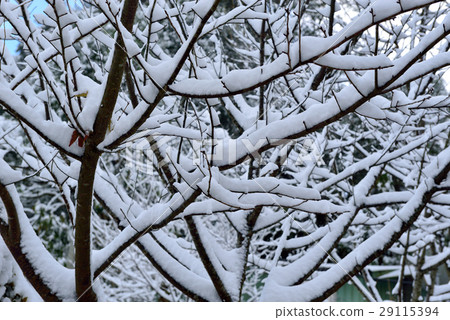 雪景,雪地,雪,寒冷 雪景,雪地,雪,寒冷 29115394