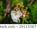 櫻花 Cherry Blossoms 29115567