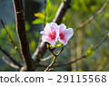 櫻花 Cherry Blossoms 29115568