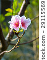 櫻花 Cherry Blossoms 29115569