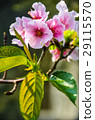 櫻花 Cherry Blossoms 29115570