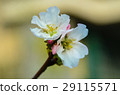 櫻花 Cherry Blossoms 29115571