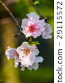 櫻花 Cherry Blossoms 29115572