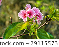 櫻花 Cherry Blossoms 29115573