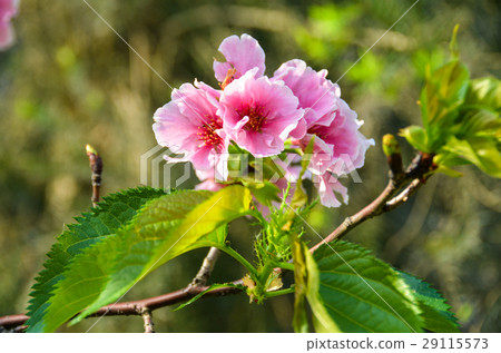 櫻花 Cherry Blossoms 櫻花 Cherry Blossoms 29115573