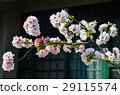 櫻花 Cherry Blossoms 29115574