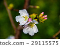 櫻花 Cherry Blossoms 29115575