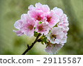 櫻花 Cherry Blossoms 29115587