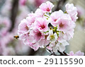 櫻花 Cherry Blossoms 29115590