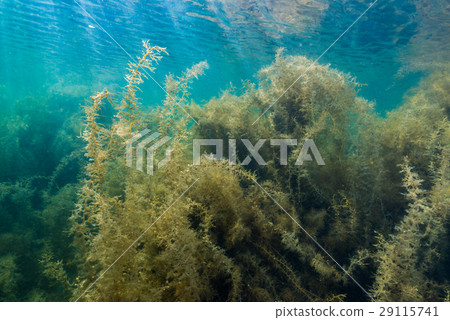 Notojima的海藻 29115741