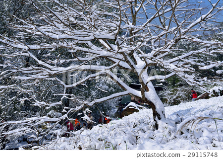雪景,雪地,雪,寒冷,天空 29115748