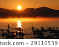 Swans and the morning sun 29116539