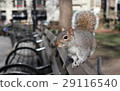 Squirre 29116540
