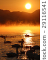 Swans and the morning sun 29116541