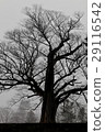 Tsurugajo and Zelkova 29116542
