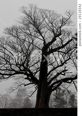 Tsurugajo和Zelkova Tsurugajo和Zelkova 29116542