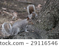 Squirre 29116546