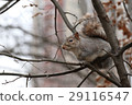 Squirre 29116547
