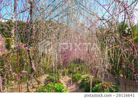 Dusky devoured plum Dusky devoured plum 29116641