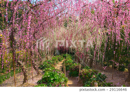昏暗的吞噬梅花 昏暗的吞噬梅花 29116646