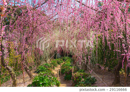 昏暗的吞噬梅花 昏暗的吞噬梅花 29116666