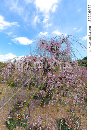 昏暗的吞噬梅花 昏暗的吞噬梅花 29116675
