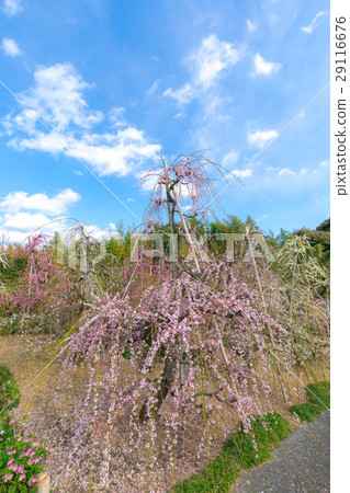 昏暗的吞噬梅花 昏暗的吞噬梅花 29116676