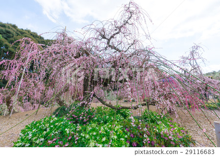 昏暗的吞噬梅花 昏暗的吞噬梅花 29116683