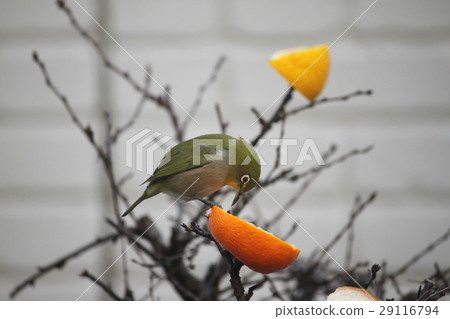 White-eye 29116794