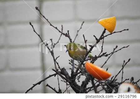 White-eye White-eye 29116796