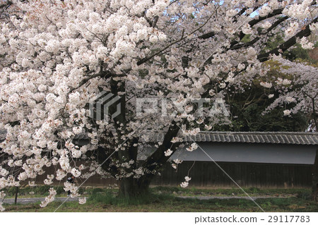 Cherry blossoms of Negishi family Nagayaemon 29117783