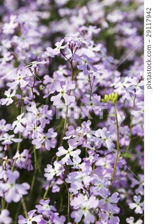 delicate spring flowers delicate spring flowers 29117942