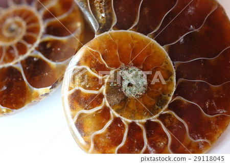 Ammonite fossil specimen Ammonite fossil specimen 29118045