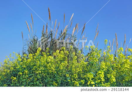 spikelets with plant close-up spikelets with plant close-up 29118144