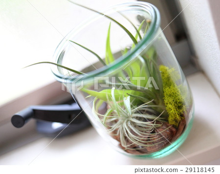 Terrarium of air plants placed at the window 29118145
