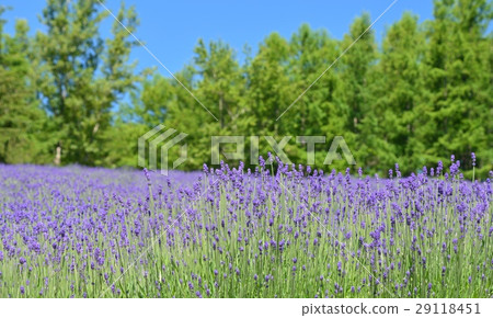 lavender 29118451