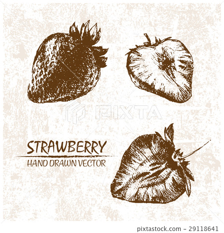 Digital vector detailed strawberry hand drawn 29118641