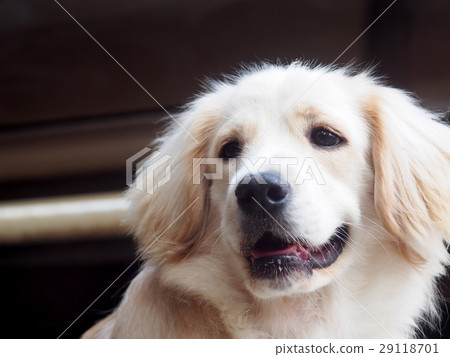 lovely funny white cute fat compact size young dog 29118701