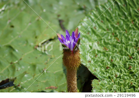 每個人都是狐狸 29119496