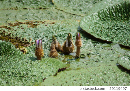 每個人都是狐狸 29119497